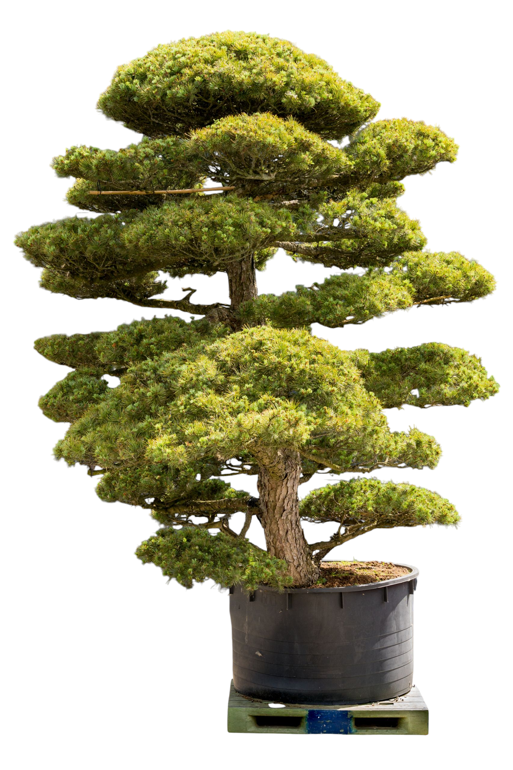 bonsai.fallbackImageTitle