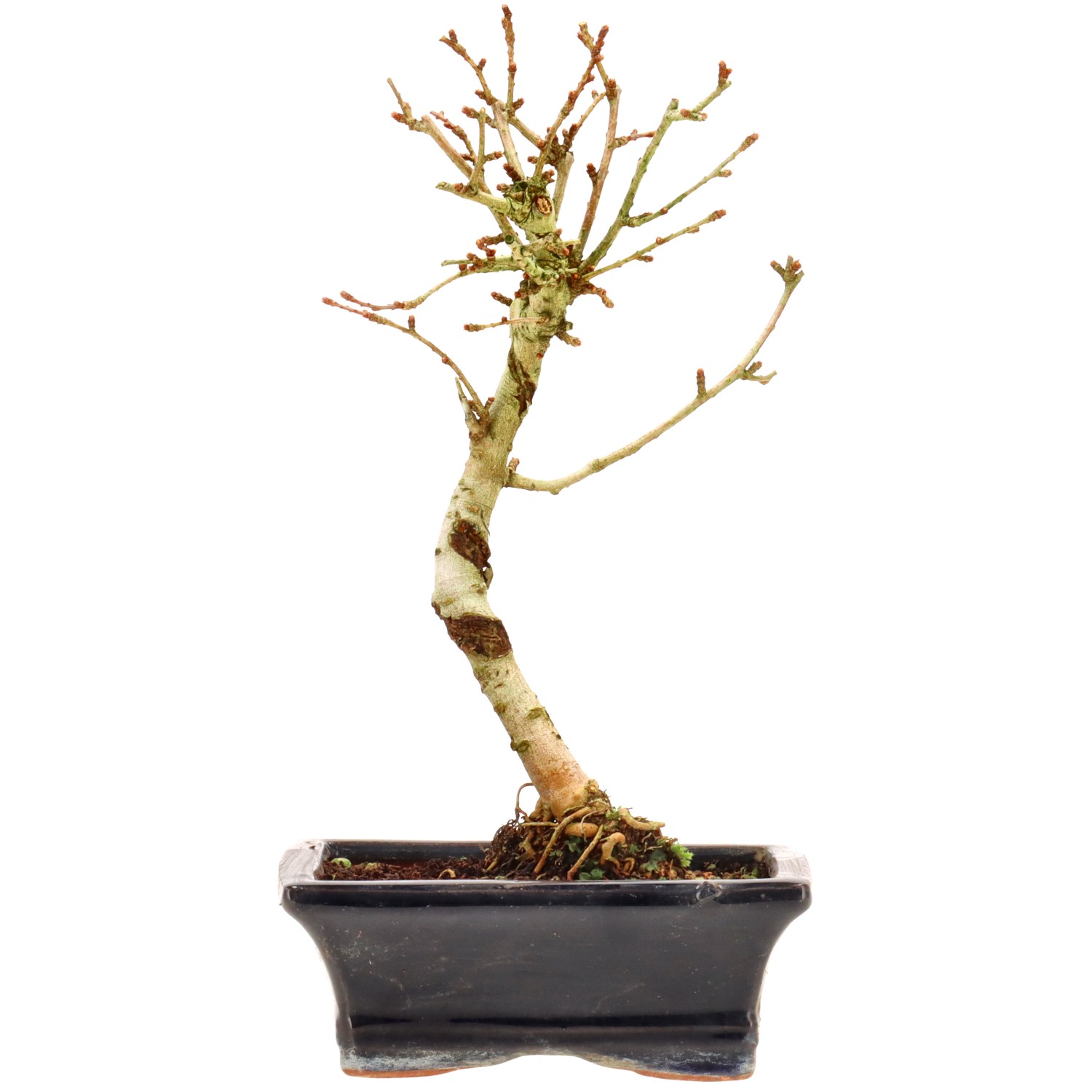 Goldlärche, ca. 7 J. (25 cm)