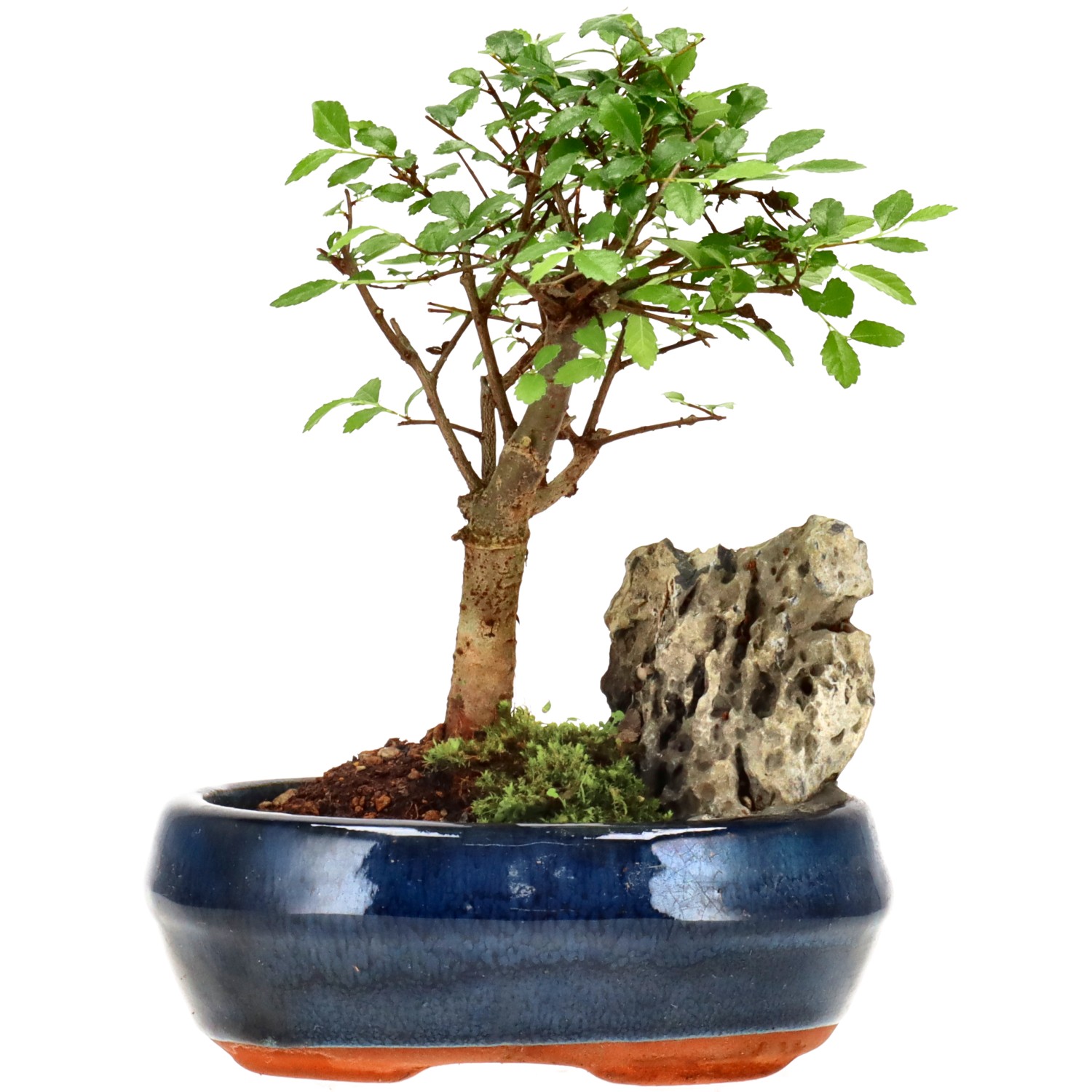 Chin. Ulme, ca. 6 J. (17 cm)