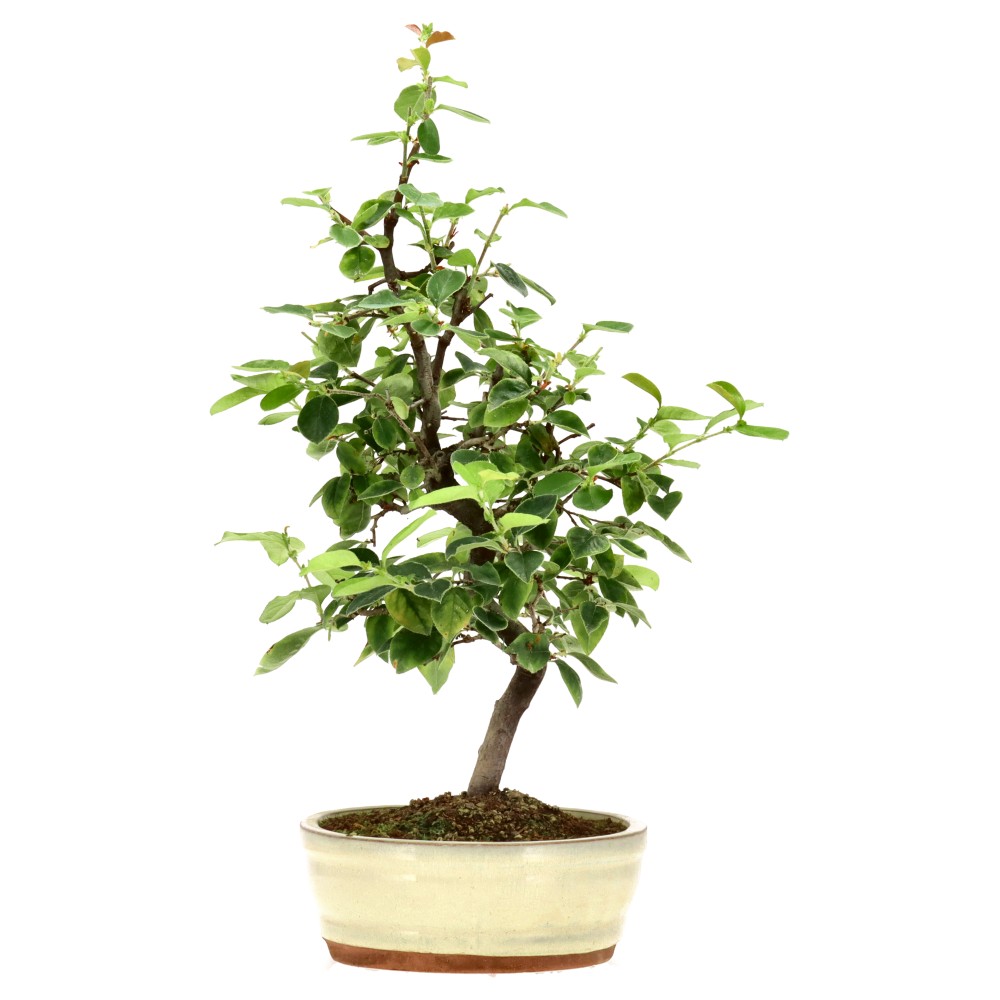 Chin. Quitte, ca. 15 J. (48 cm)