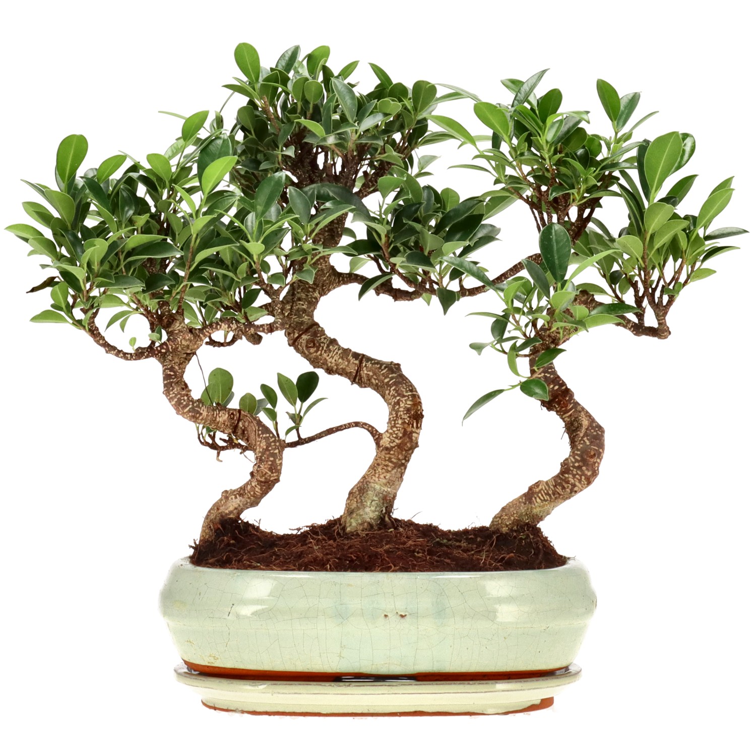 Chin. Feigenbaum (Ret.), ca. 10 J. (29 cm)    