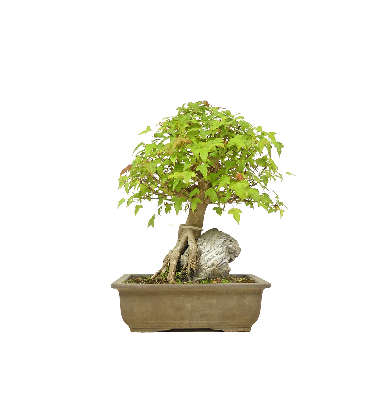 bonsai.fallbackImageTitle bonsai.fallbackImageTitle