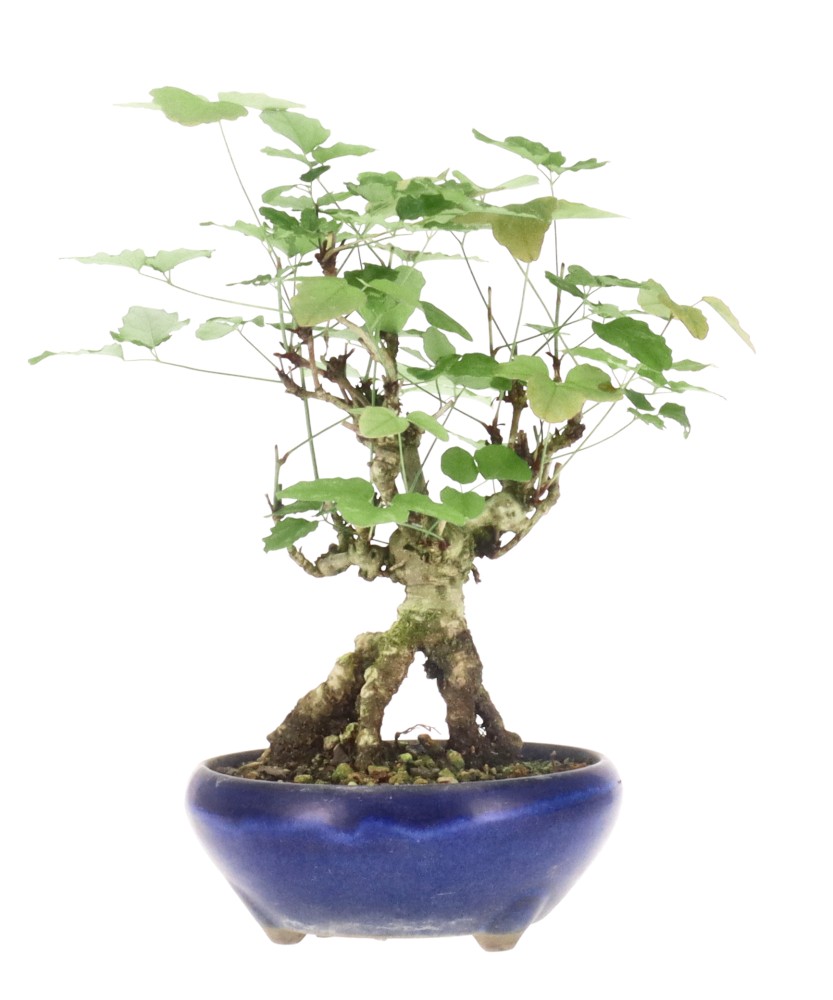 bonsai.fallbackImageTitle bonsai.fallbackImageTitle
