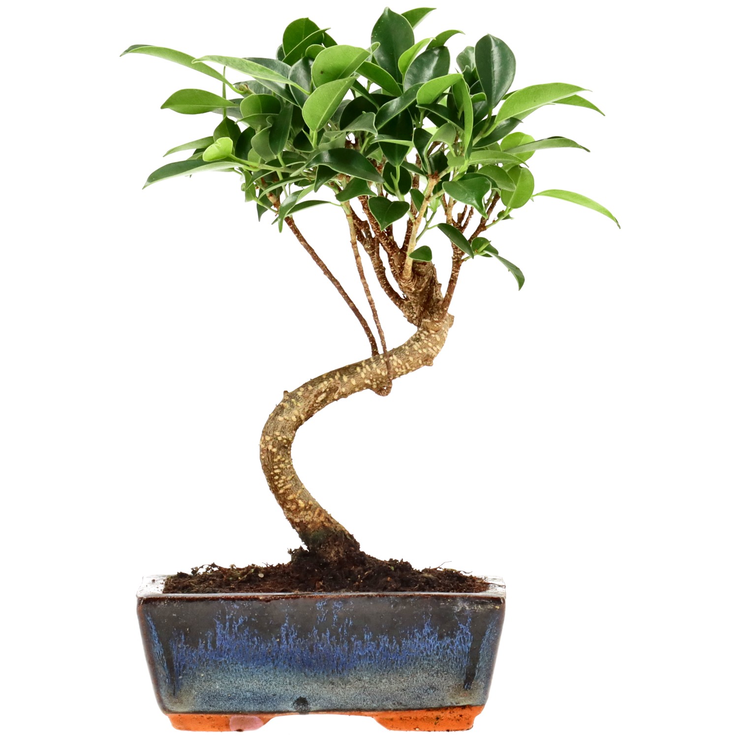 Indian Laurel, approx. 7 y. (23 cm)