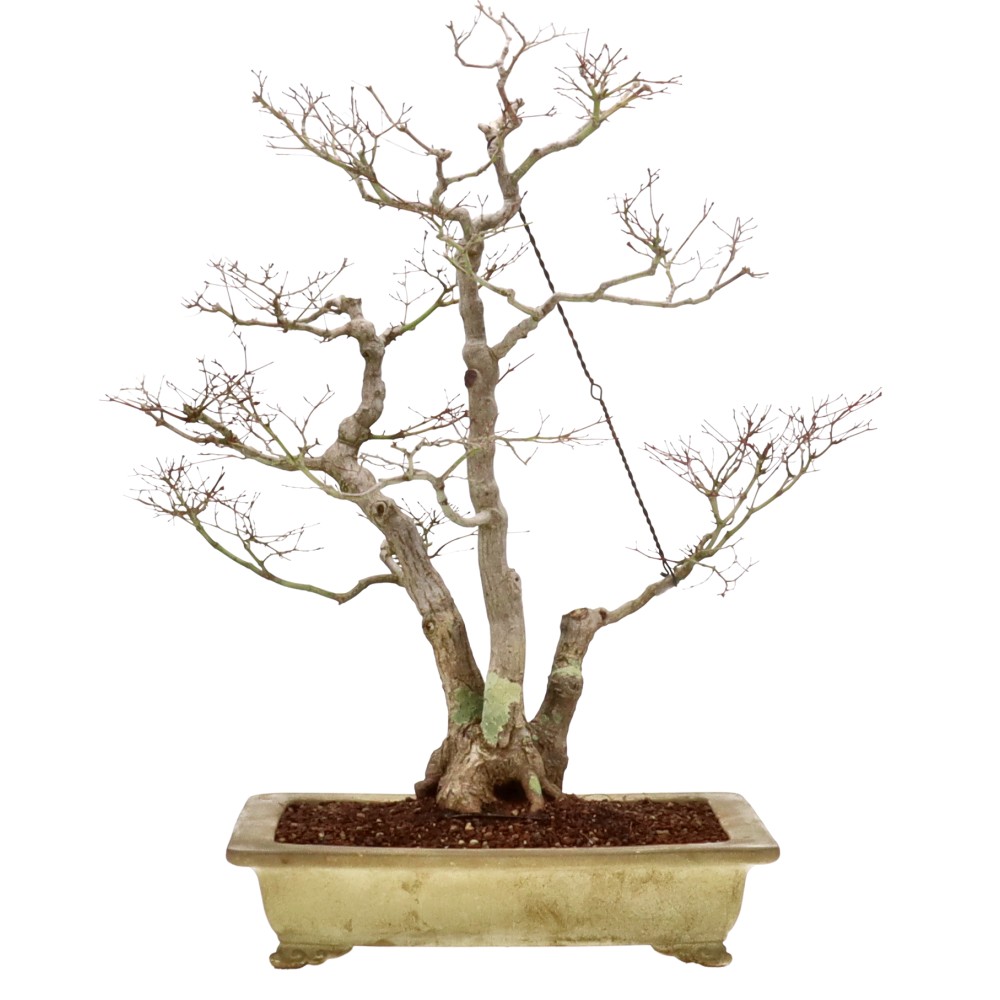bonsai.fallbackImageTitle bonsai.fallbackImageTitle