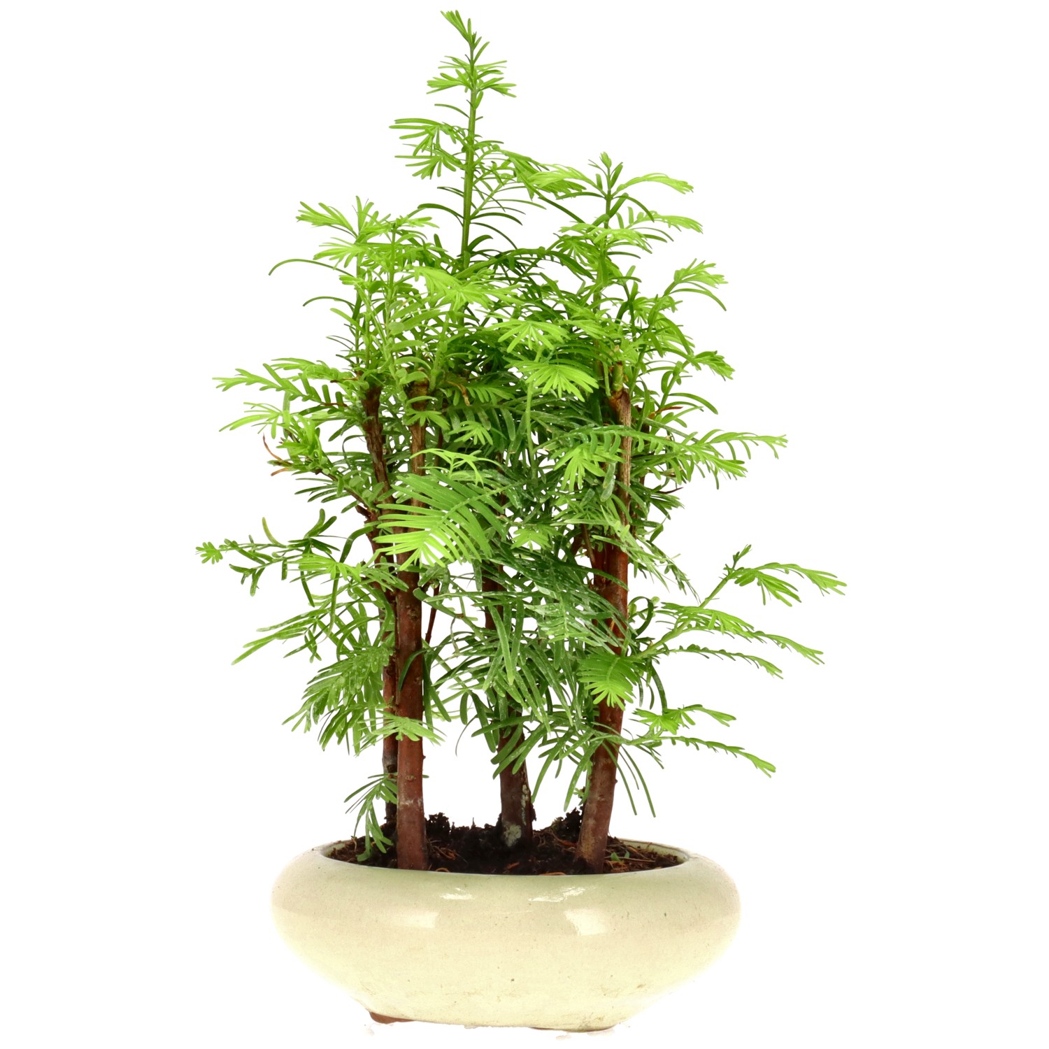 Metasequoia glyptostroboides, ca. 6 anni (24 cm)