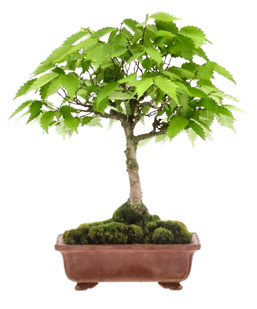 Zelkova nire, ca. 12 anni (24 cm)