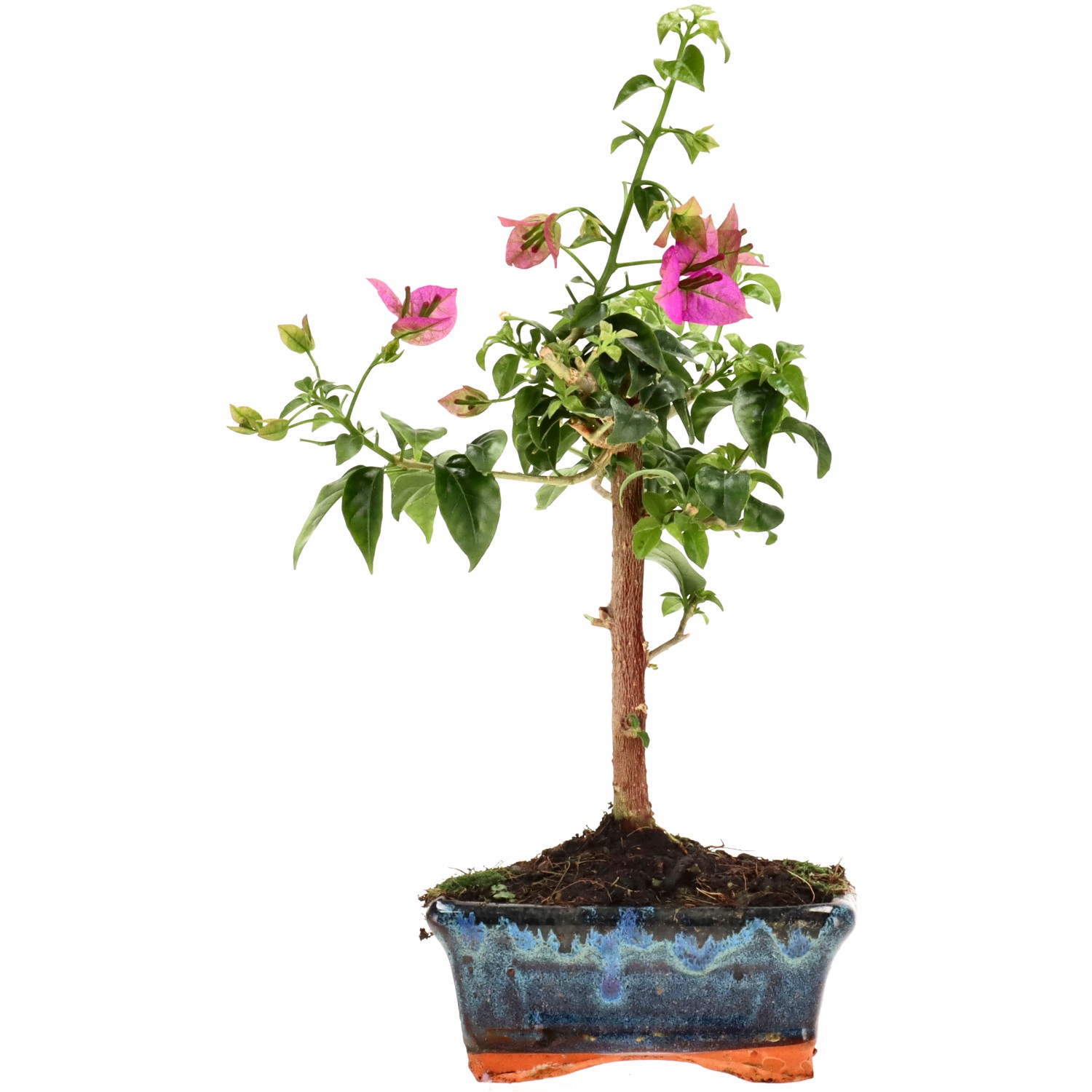 Bougainvillier, env. 8 ans (33 cm)