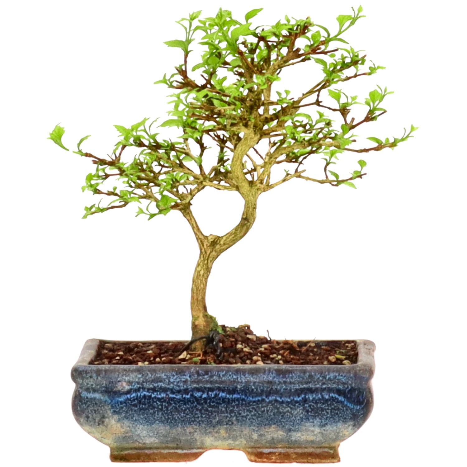 bonsai.fallbackImageTitle bonsai.fallbackImageTitle