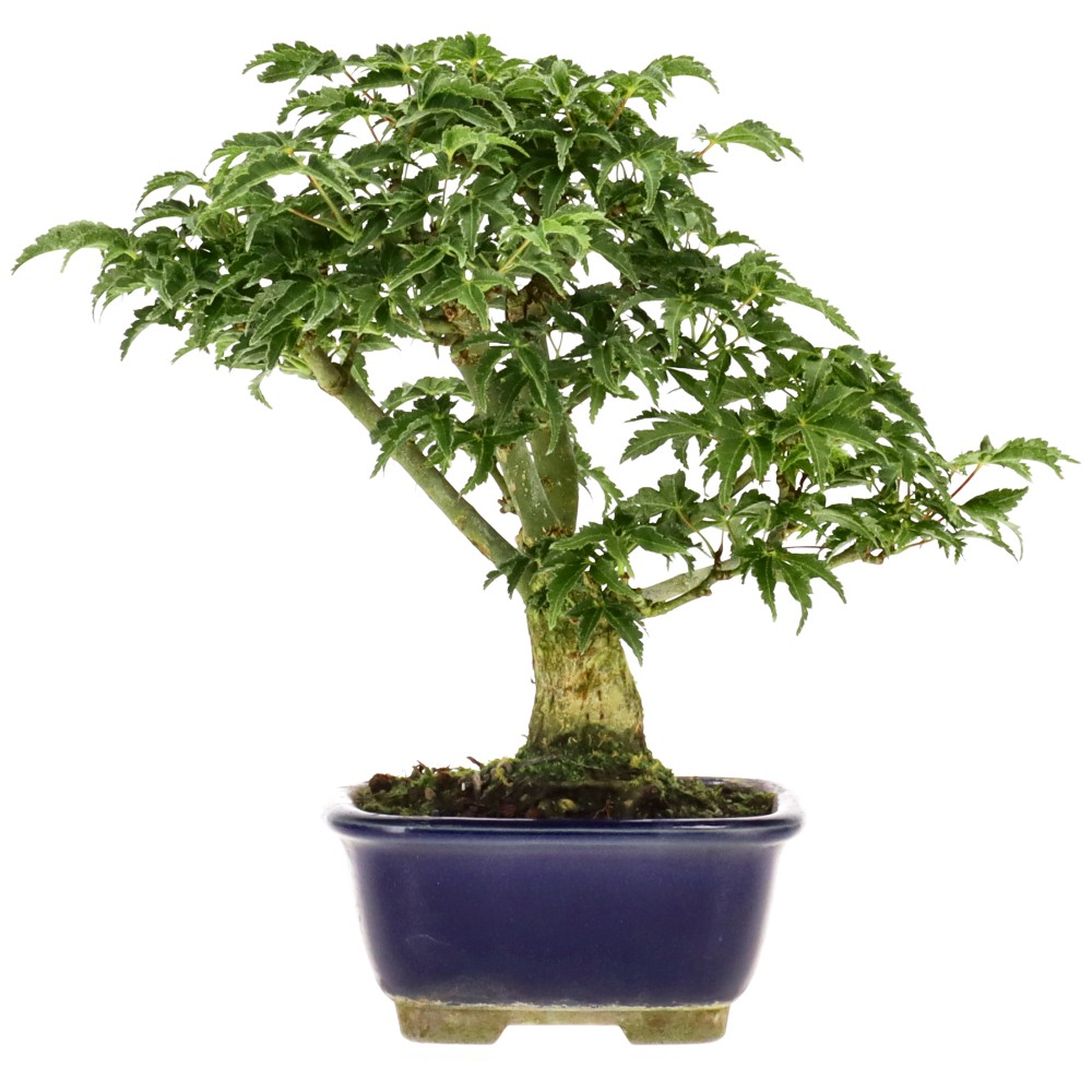 bonsai.fallbackImageTitle