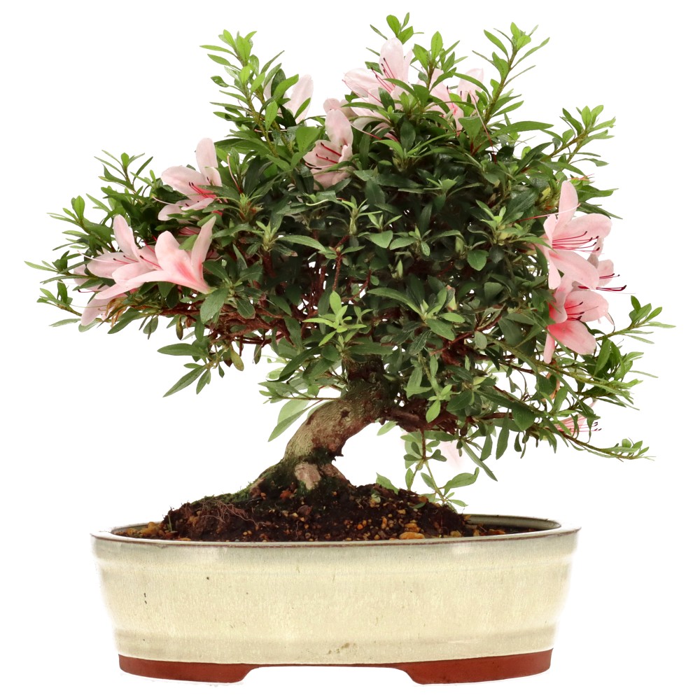 Azalea japónica, aprox. 20 años (28 cm)