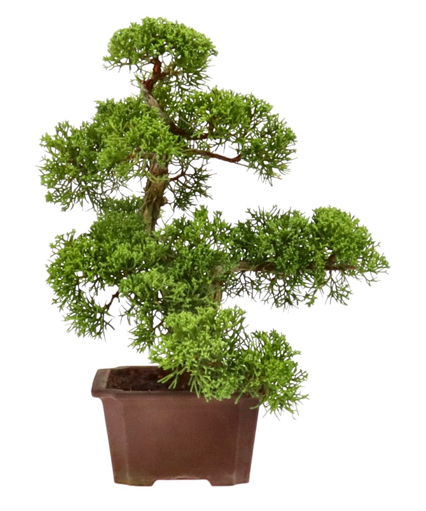 bonsai.fallbackImageTitle bonsai.fallbackImageTitle