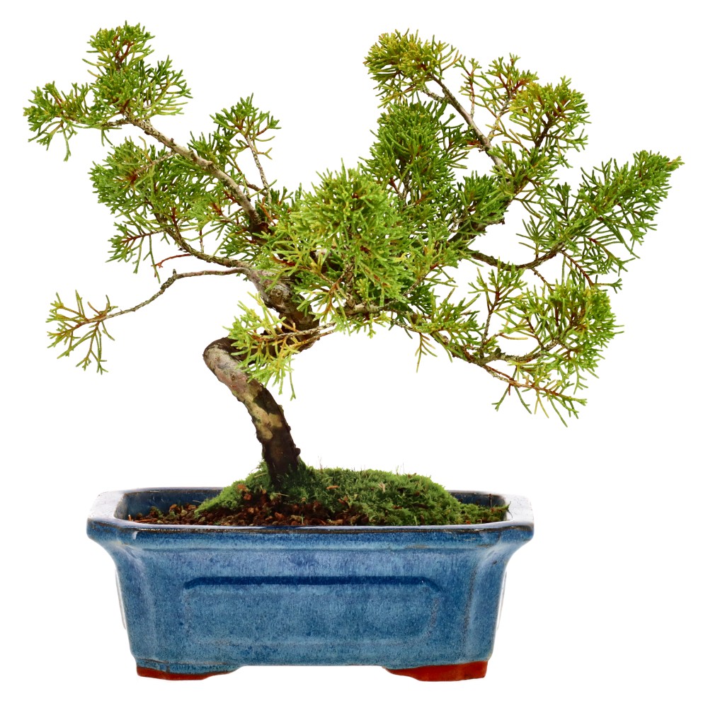 Chin. Wacholder, ca. 10 J. (23 cm)