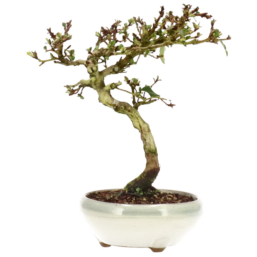 bonsai.fallbackImageTitle bonsai.fallbackImageTitle