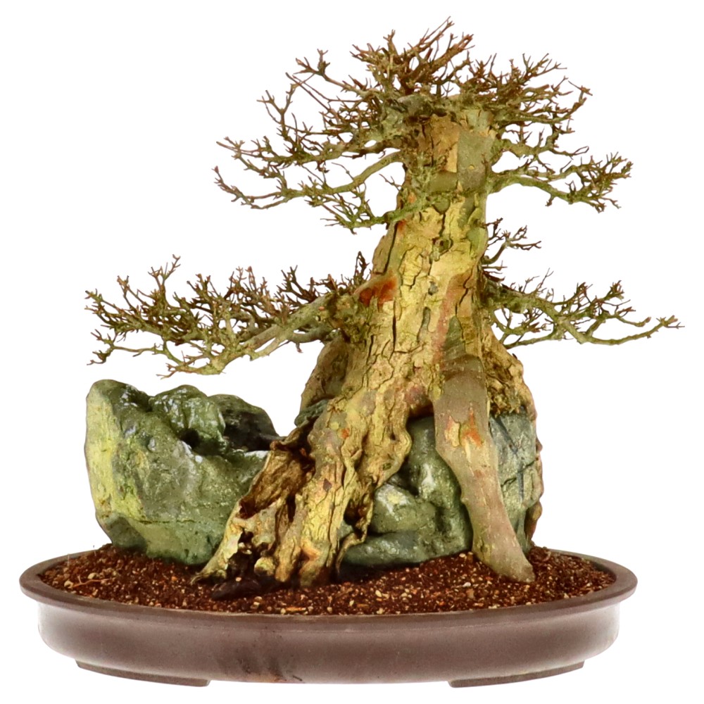 bonsai.fallbackImageTitle bonsai.fallbackImageTitle
