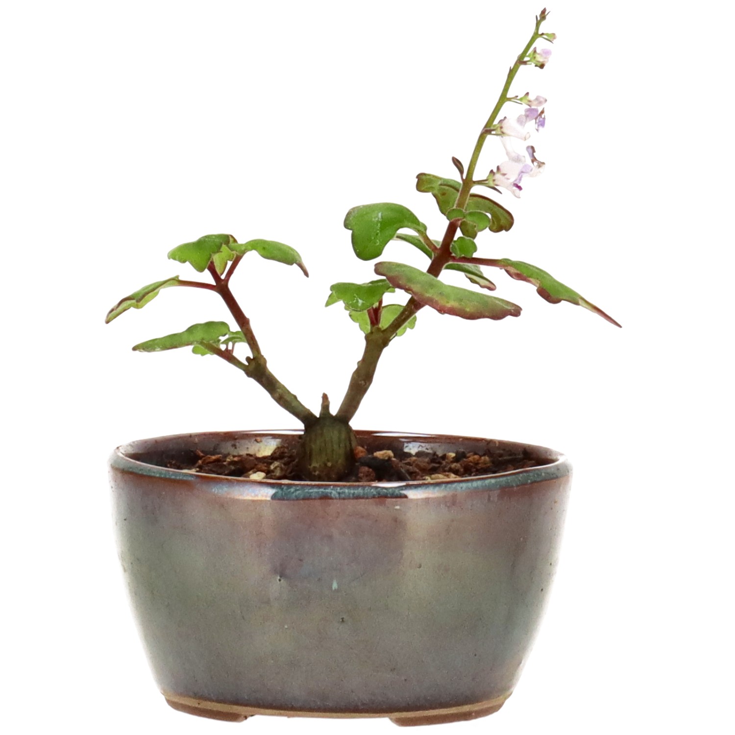 Weihrauchpflanze, ca. 1 J. (6 cm)