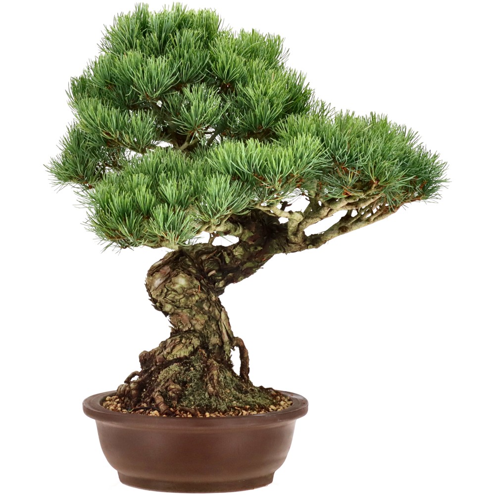 bonsai.fallbackImageTitle bonsai.fallbackImageTitle
