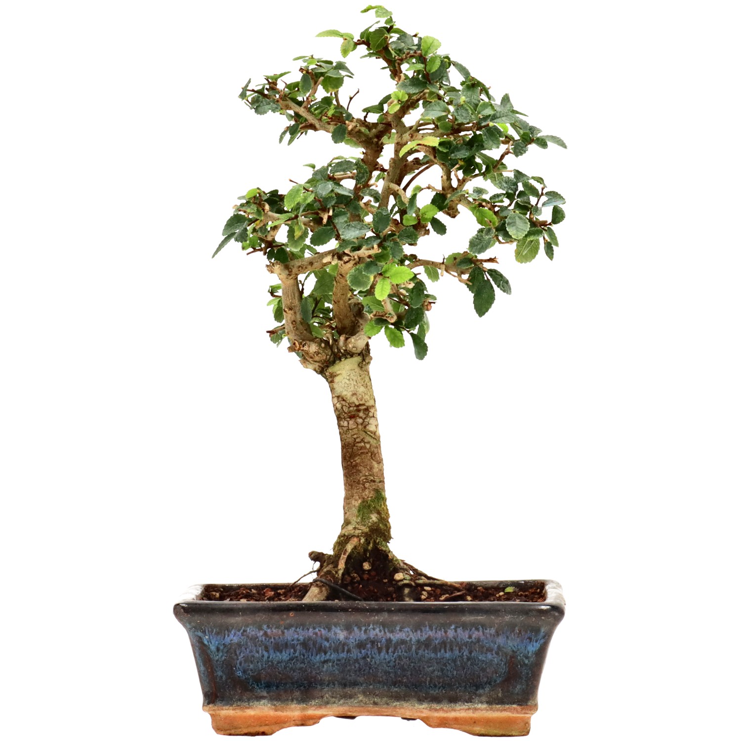 Chin. Ulme, ca. 9 J. (28 cm)