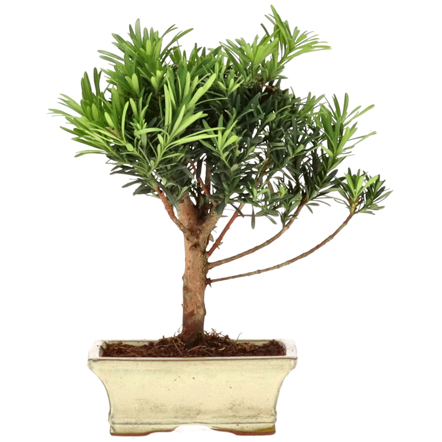 Pino cinese, ca. 7 anni (24 cm)