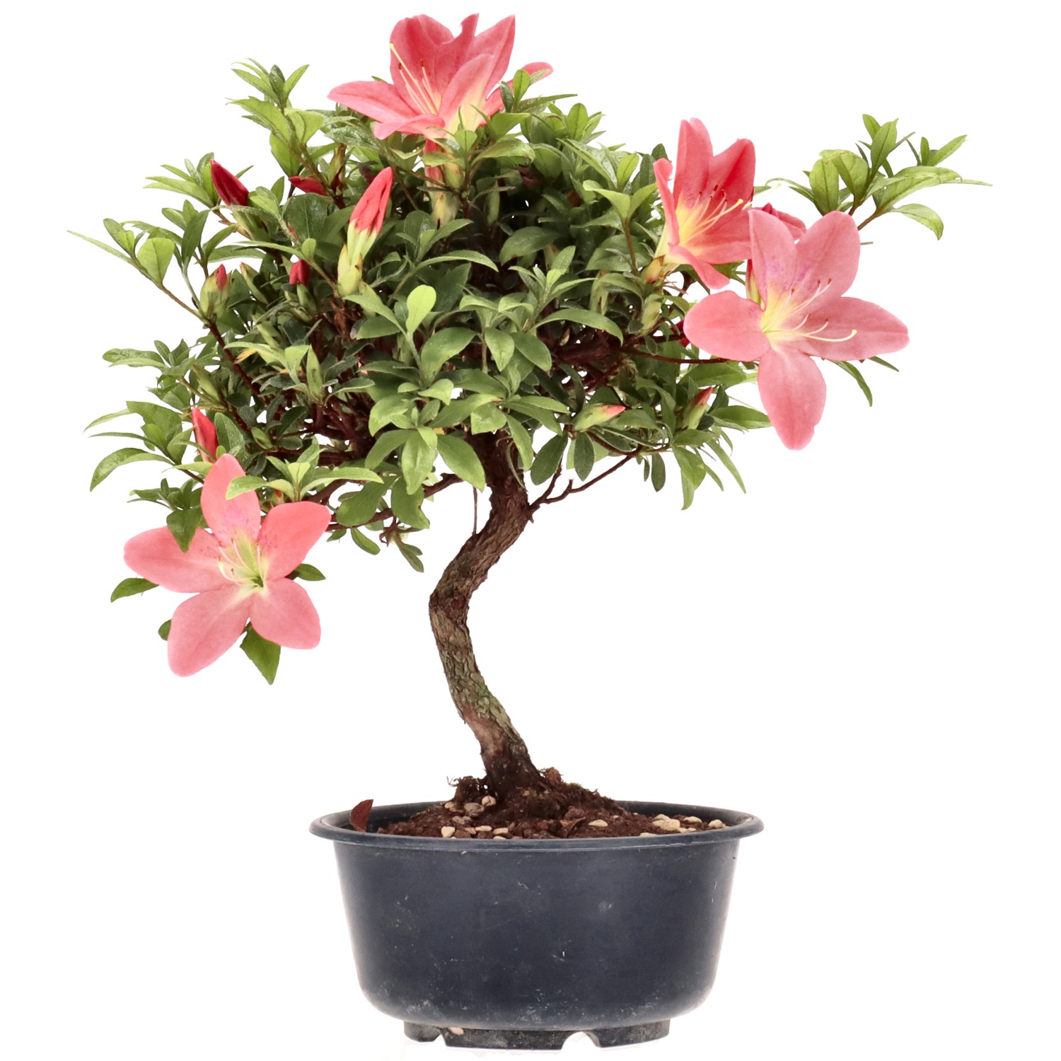 Azalée japonaise, env. 8 ans (23 cm)
