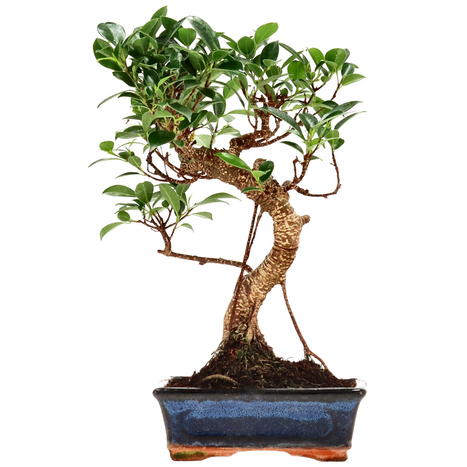 Ficus Retusa, ca. 9 anni (32 cm)