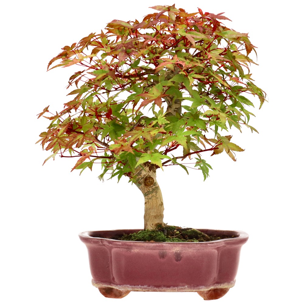 bonsai.fallbackImageTitle