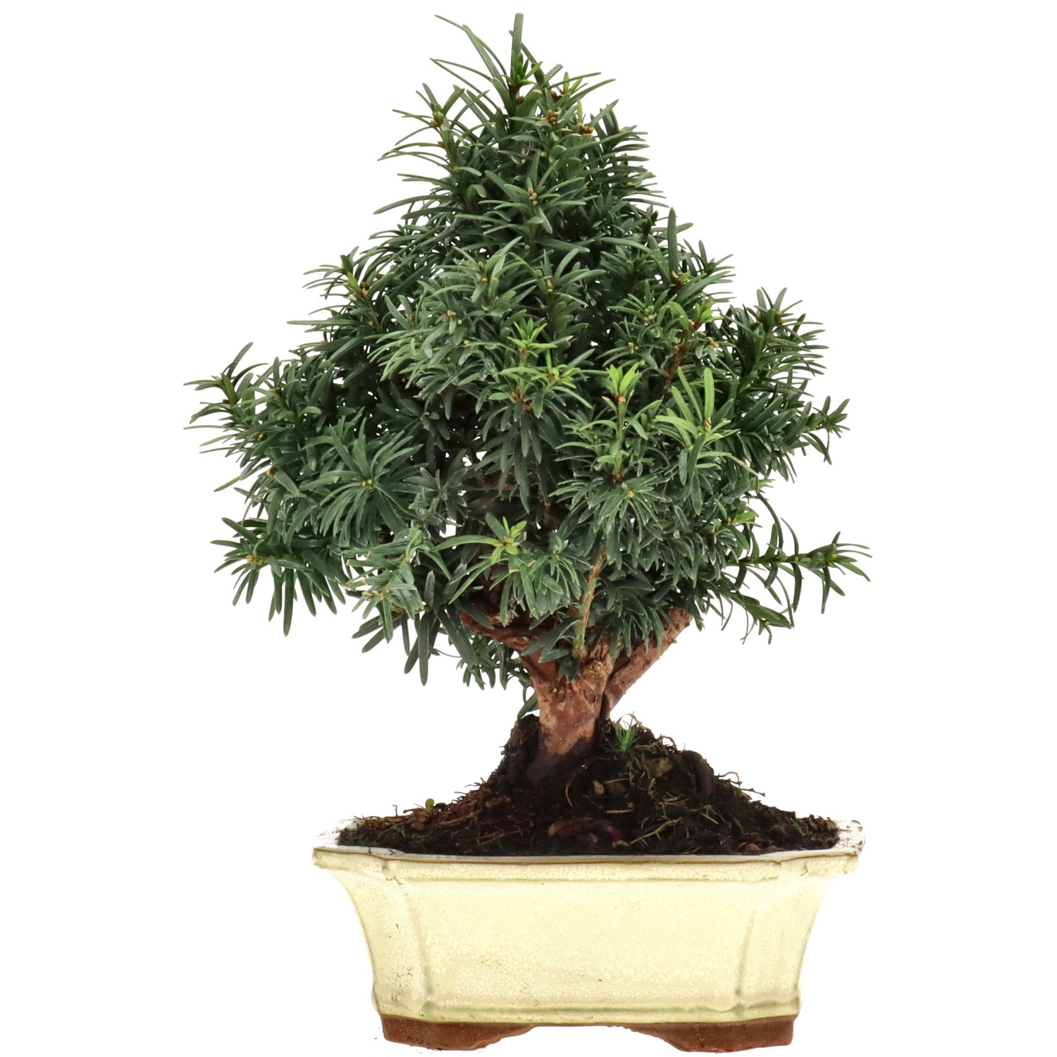 Bechereibe, ca. 10 J. (26 cm)