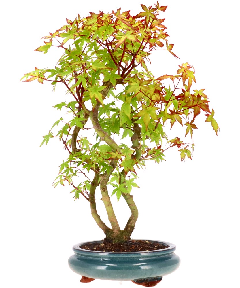 bonsai.fallbackImageTitle bonsai.fallbackImageTitle