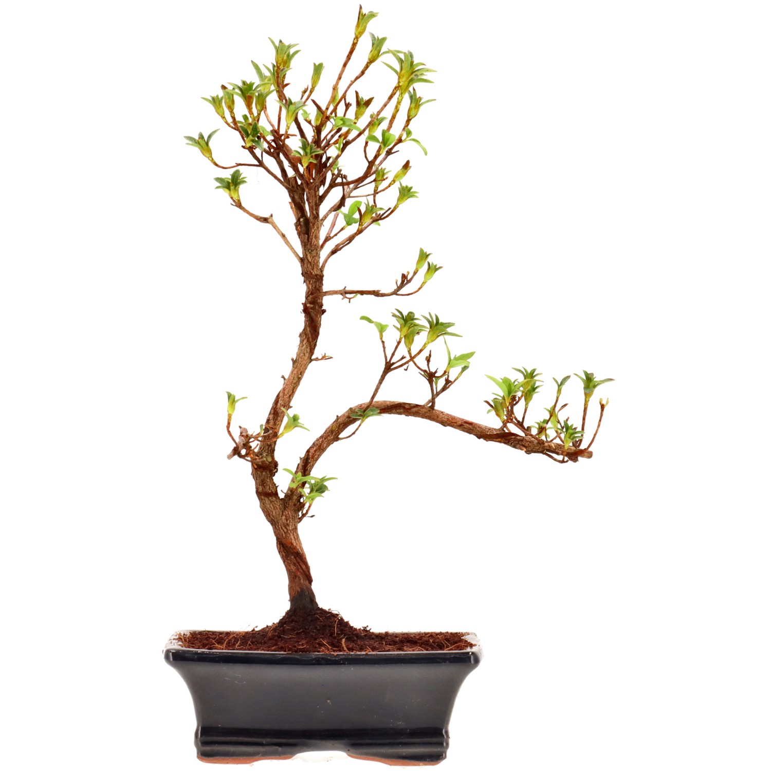 Jap. Azalee (Osakazuki), ca. 8 J. (30 cm)