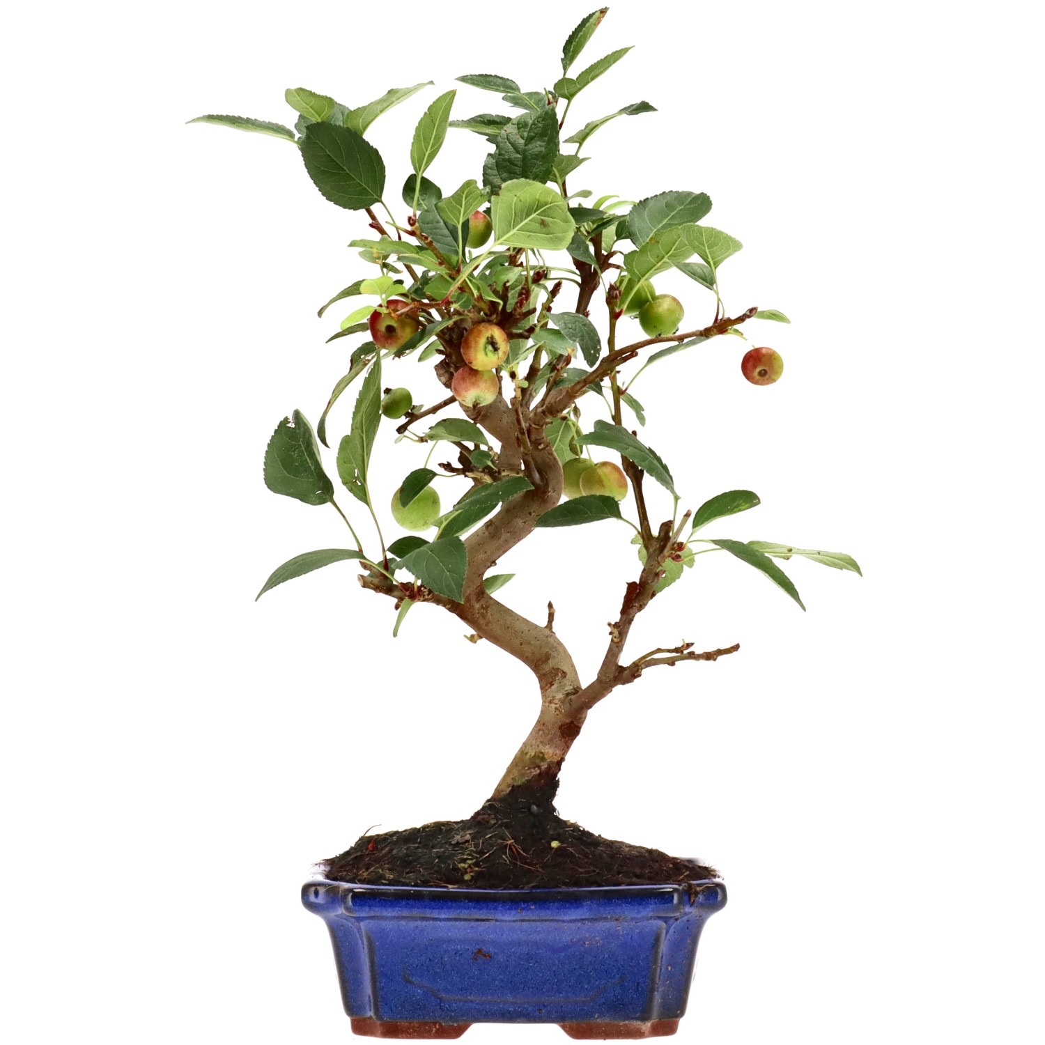 Zierapfel, ca. 10 J. (34 cm)