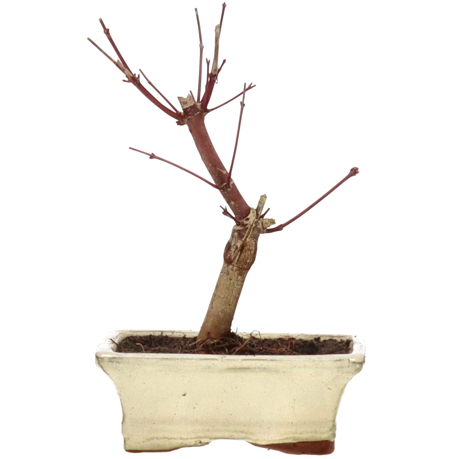 Acero palmato (Deshojo), ca. 7 anni (21 cm)