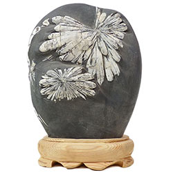 Chrysanthemenstein Chrysanthemenstein