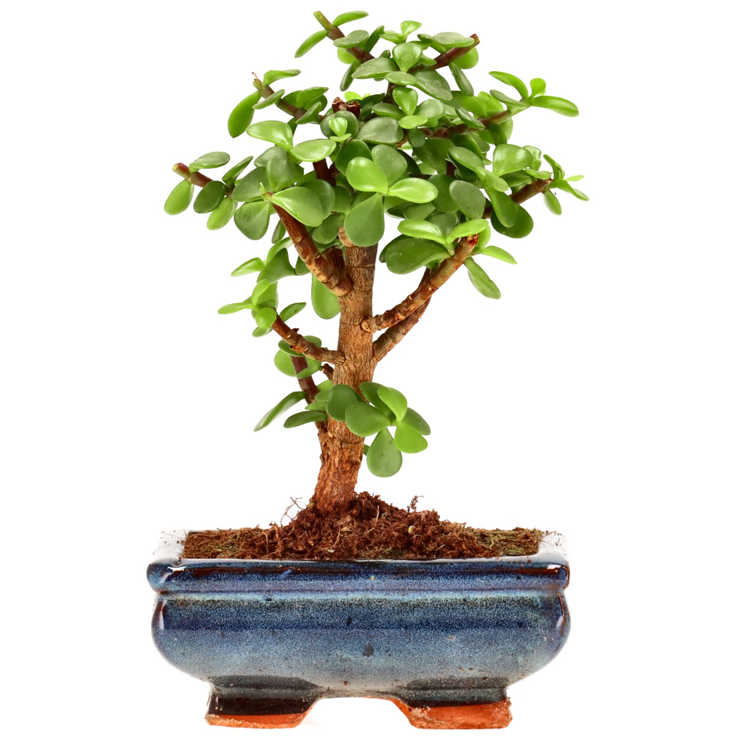 Árbol de la abundancia, aprox. 7 años (18 cm)
