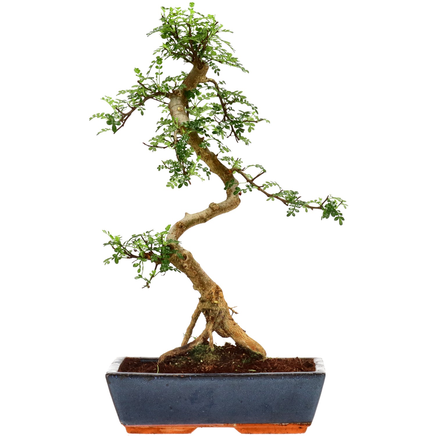 Pfefferbaum, ca. 14 J. (47 cm)