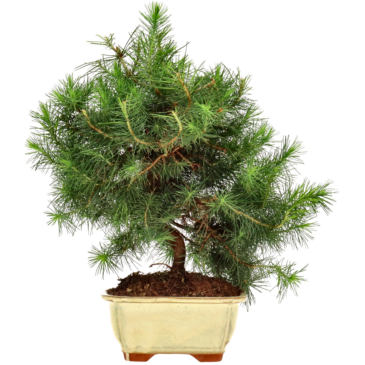 Pin d'Alep, env. 9 ans (31 cm)
