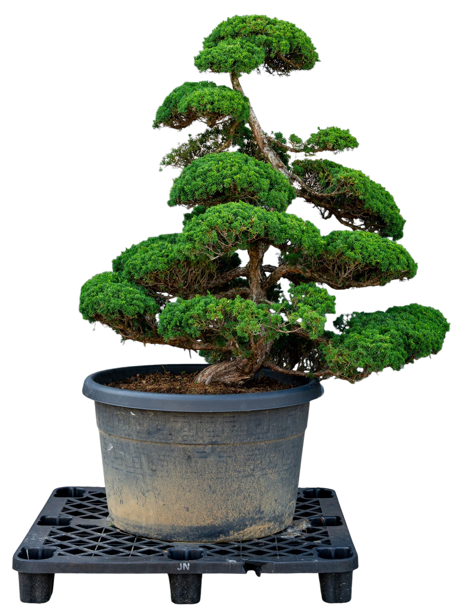bonsai.fallbackImageTitle