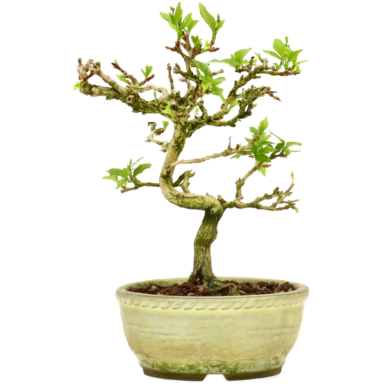 Premna japonica, env. 10 ans (18 cm)