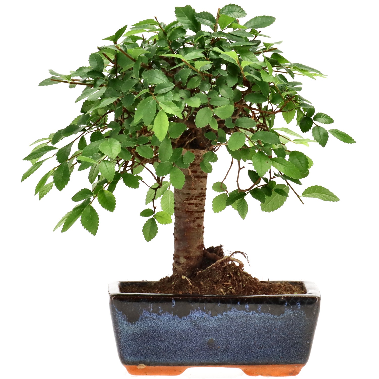 Orme de Chine, env. 7 ans (20 cm)
