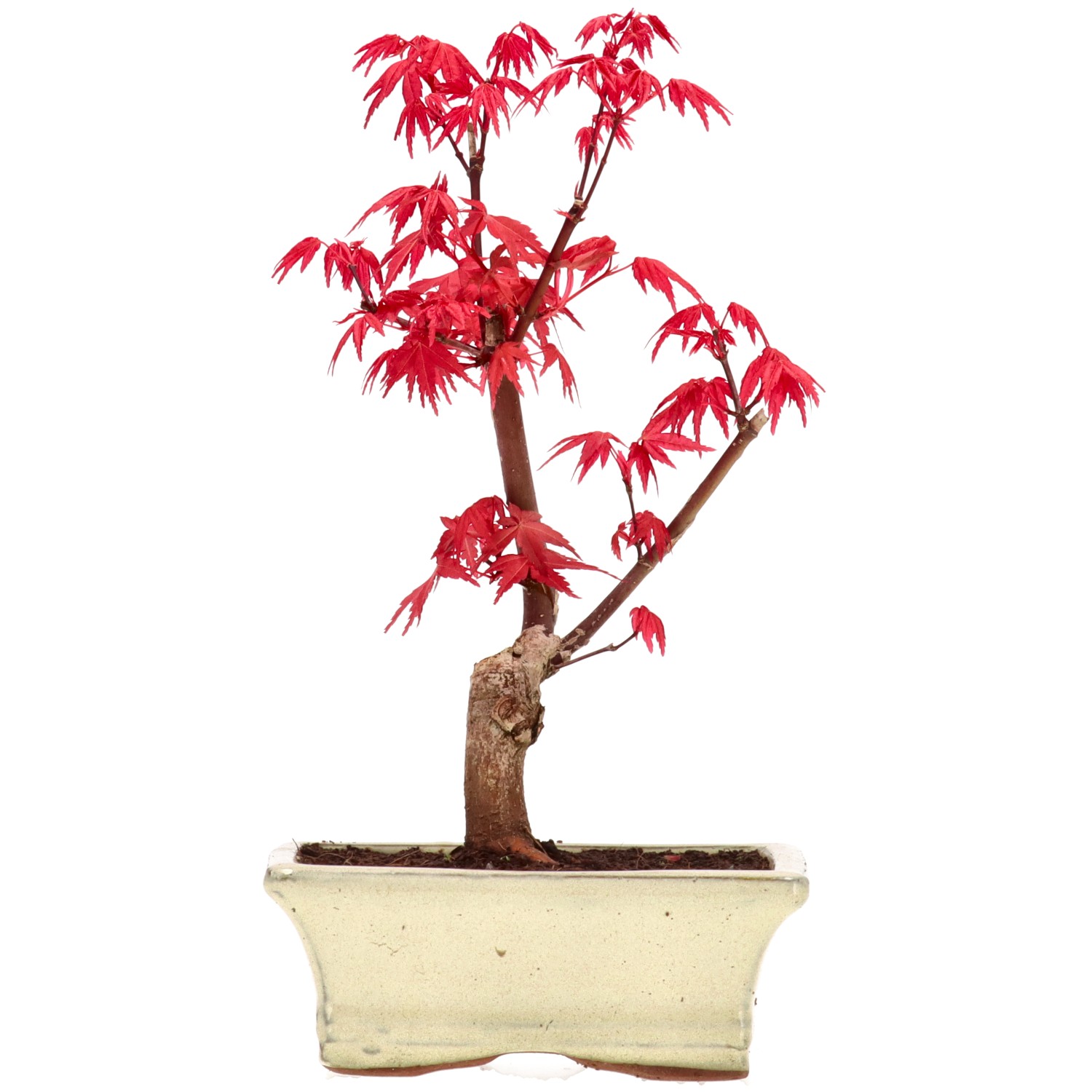 Acero palmato (Deshojo), innestato, ca. 7 anni (22 cm)