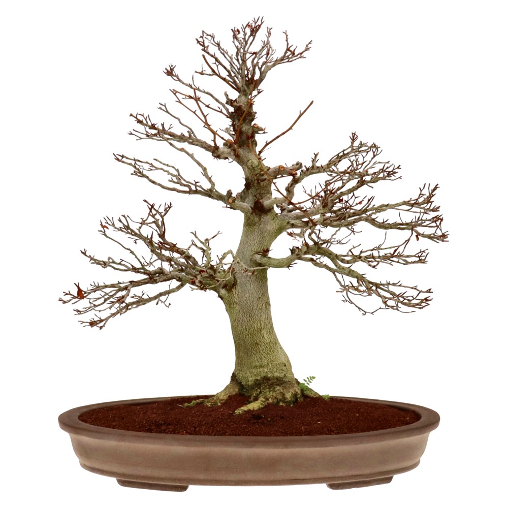 bonsai.fallbackImageTitle