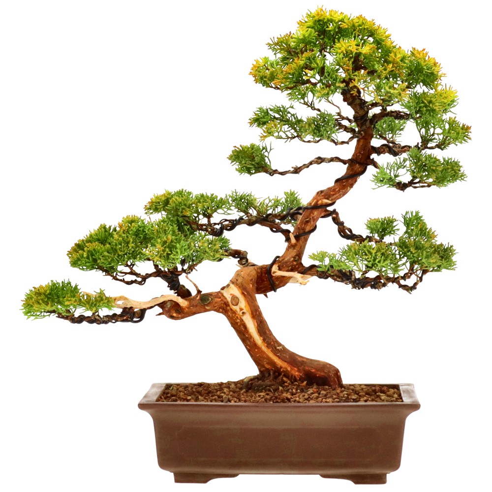 Chin. Wacholder, ca. 20 J. (37 cm)