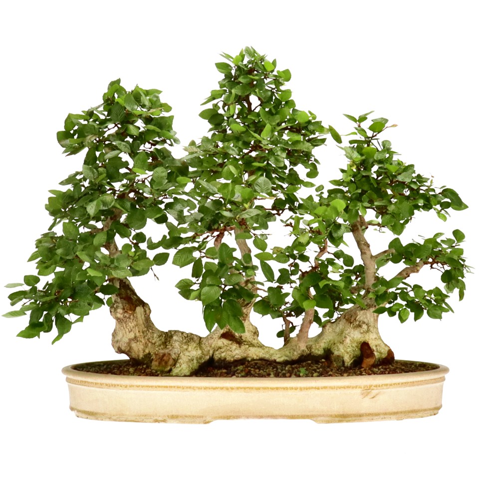 bonsai.fallbackImageTitle