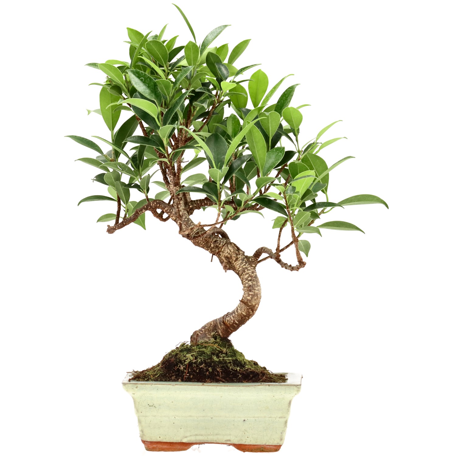 Ficus Retusa, ca. 7 anni (29 cm)