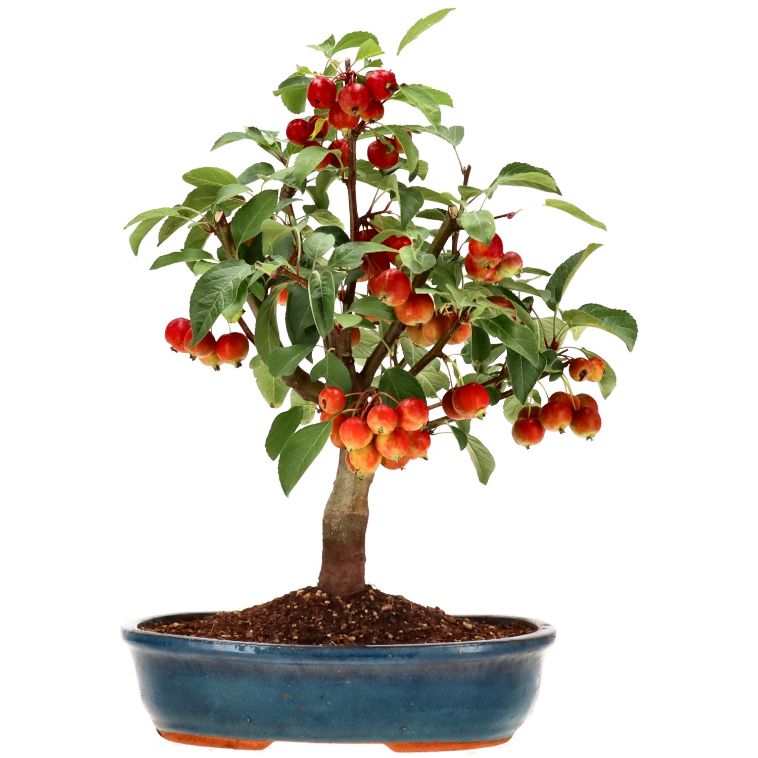 Apple tree, approx. 12 y. (40 cm)