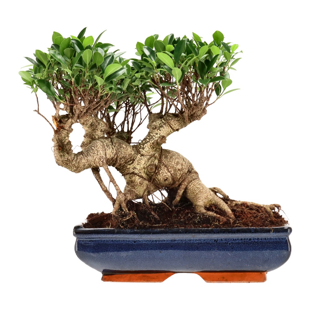 Ficus Retusa, aprox. 22 años (30 cm)
