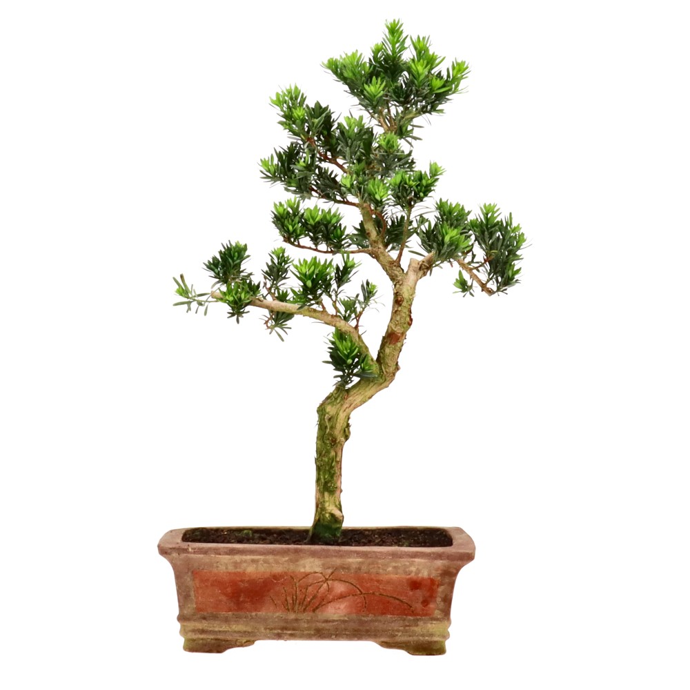 bonsai.fallbackImageTitle