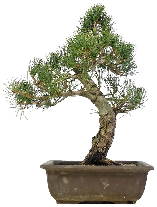 bonsai.fallbackImageTitle bonsai.fallbackImageTitle