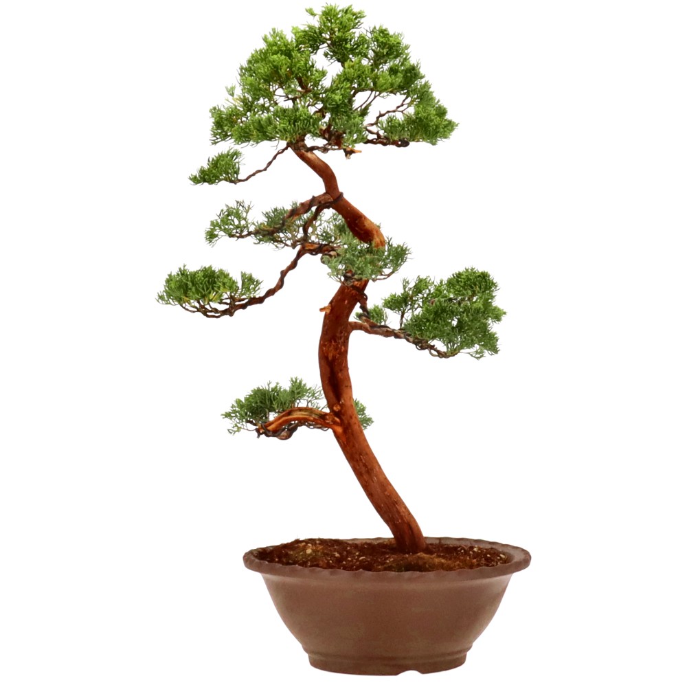bonsai.fallbackImageTitle bonsai.fallbackImageTitle