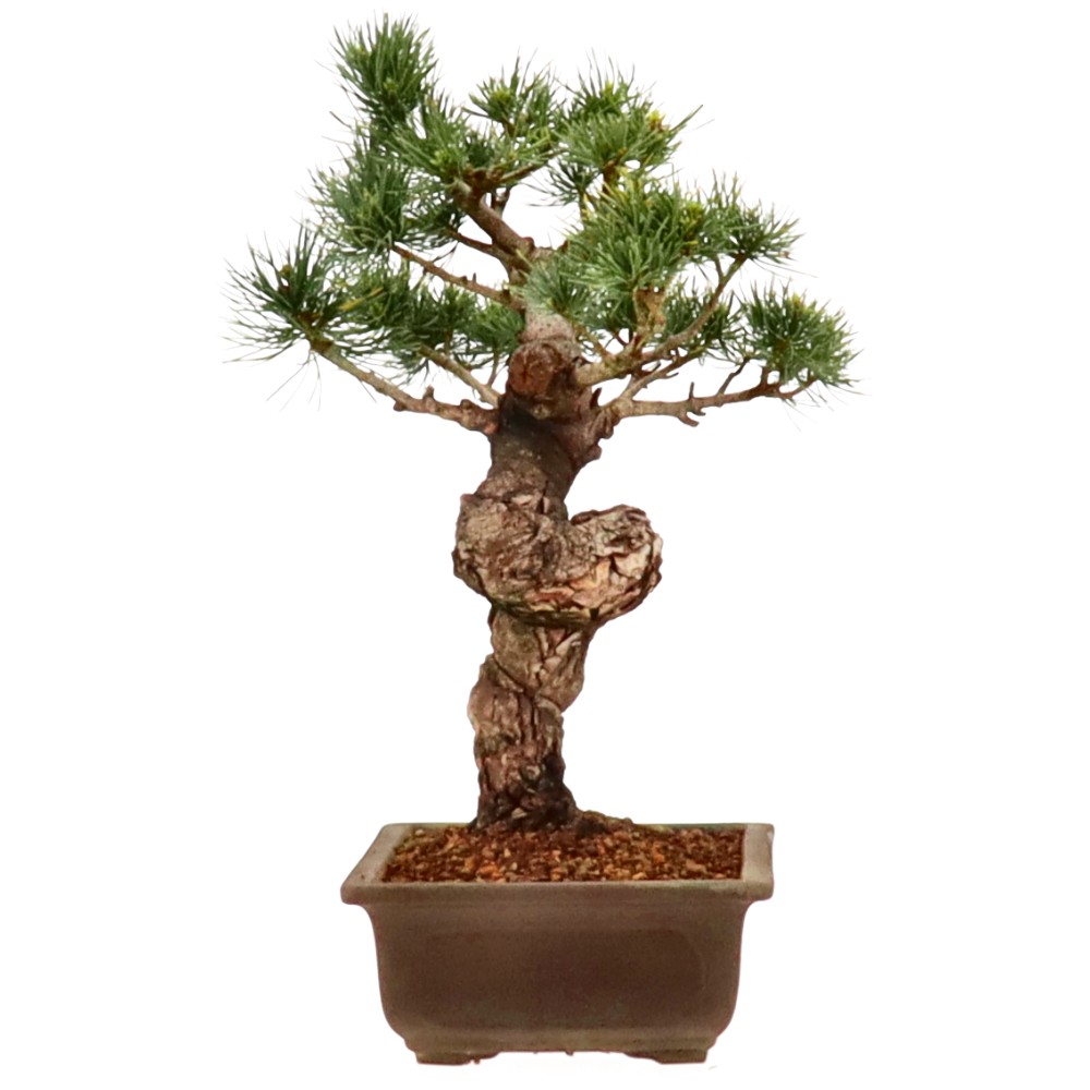 bonsai.fallbackImageTitle bonsai.fallbackImageTitle