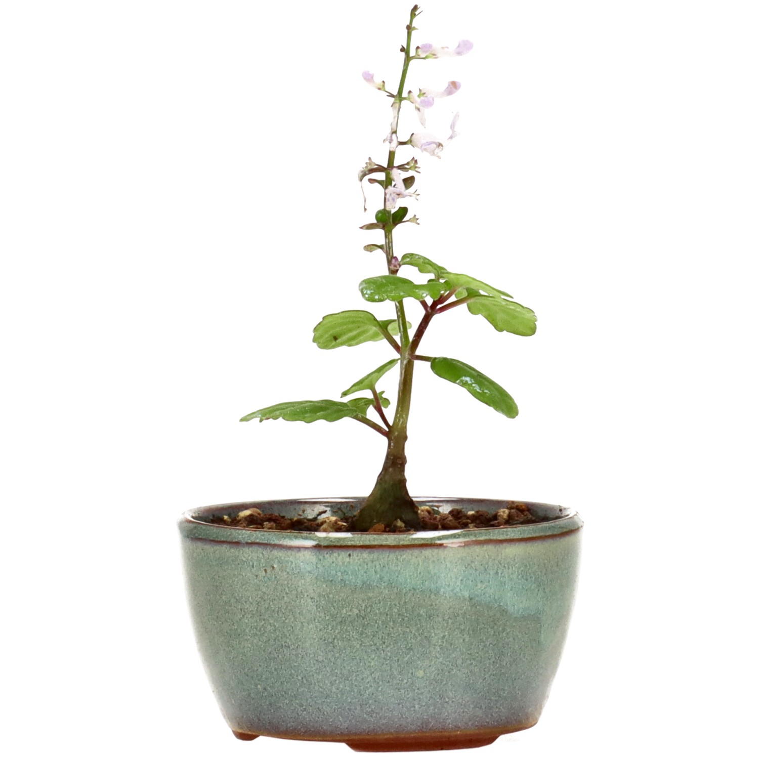 Weihrauchpflanze, ca. 1 J. (8 cm)